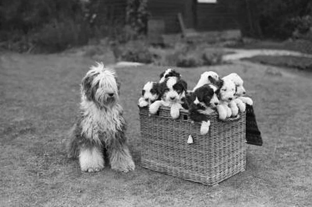 Can Female Dogs Recognize Their Offspring in Later Years?