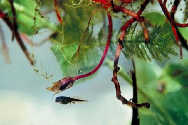 Precautions When Adding Plant Life to Aquariums